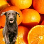 Project Orange And Project Labrador: North Texas’ Next Big Data Center Boom