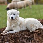 Paws And Claws: Are Livestock Guardian Dogs The Farm’s Best Friend?