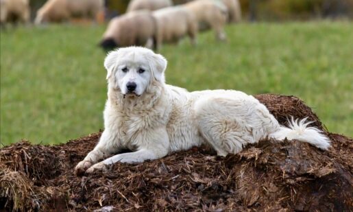 Paws And Claws: Are Livestock Guardian Dogs The Farm’s Best Friend?