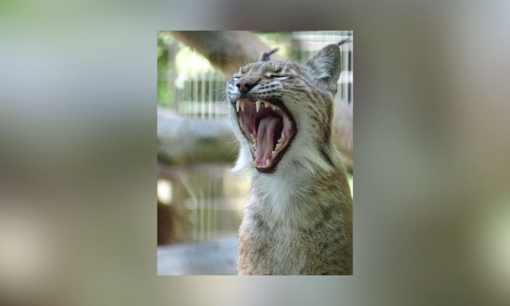 Feeding Lynx With Fluffy: Is Aalborg Zoo’s Pet Donation Plan Genius Or Grim?