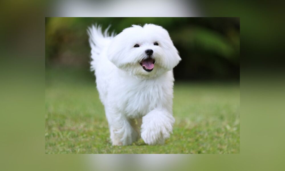 Maltese Dogs Rescued From Cruelty Case Up For Adoption In Fort Worth