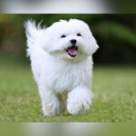 Maltese Dogs Rescued From Cruelty Case Up For Adoption In Fort Worth
