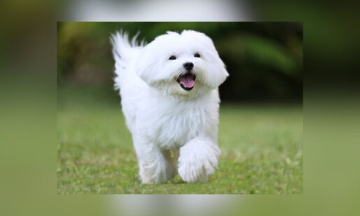 Maltese Dogs Rescued From Cruelty Case Up For Adoption In Fort Worth