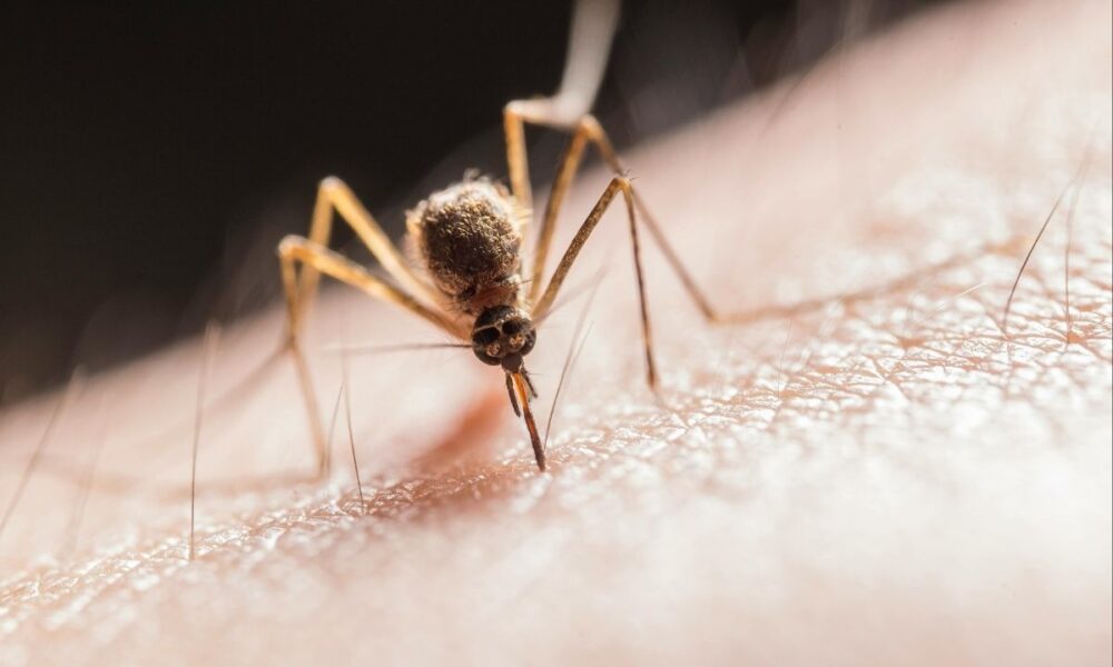 Mosquito-Borne Chikungunya Virus Sparks CDC Warning For Travelers