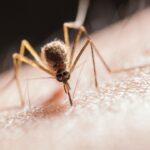 Mosquito-Borne Chikungunya Virus Sparks CDC Warning For Travelers