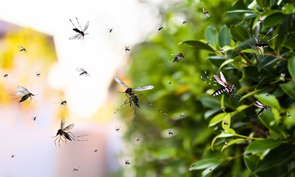 North And South Dallas Targeted For Overnight Mosquito Spraying