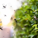 North And South Dallas Targeted For Overnight Mosquito Spraying