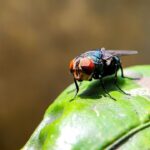 Flesh-Eating Screwworm Strikes U.S.: First Human Case Tied To El Salvador Travel