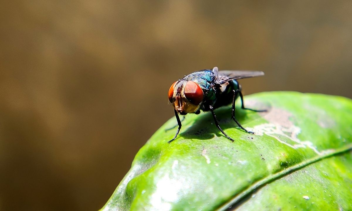 Flesh-Eating Screwworm Strikes U.S.: First Human Case Tied To El ...