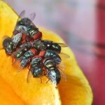 Buzzing Border Defense: Texas Fly Factory To Target Flesh-Eating Parasite