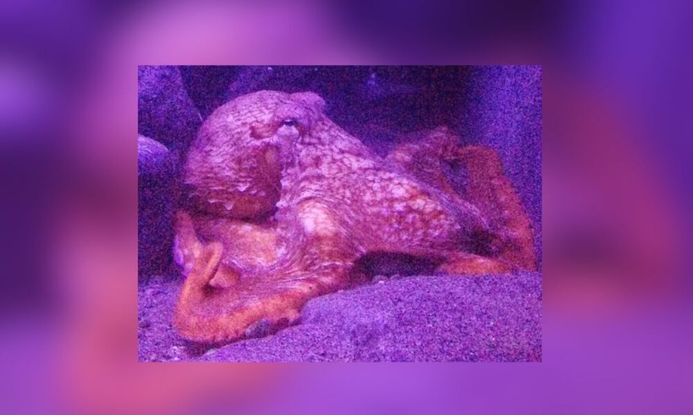 San Antonio Aquarium Defends Octopus After Incident Leaves Boy Bruised