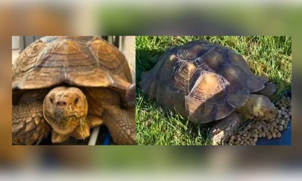 “Justice for Sheldon!” Tarrant Sheriff’s Office Seeks Help Finding Tortoise
