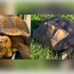 “Justice for Sheldon!” Tarrant Sheriff’s Office Seeks Help Finding Tortoise