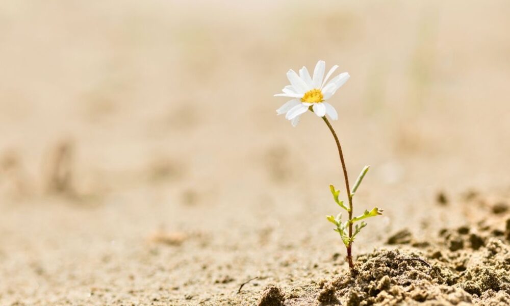 From Seed To Bloom: Faith Through Life’s Seasons