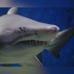 Bahamas Bites Back: American Tourist Injured In Shark Attack Near Big Grand Cay