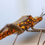 Kissing Bug Threat: Chagas Disease Gains Ground In States, Including Texas