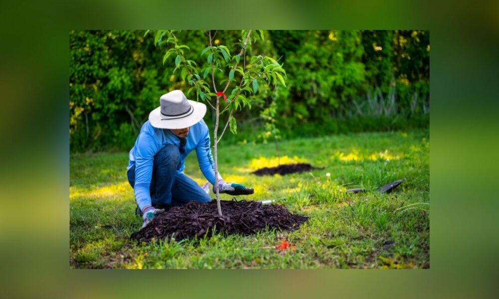Register Now For Free Trees In Dallas: Branch Out Giveaway 2025