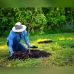 Register Now For Free Trees In Dallas: Branch Out Giveaway 2025