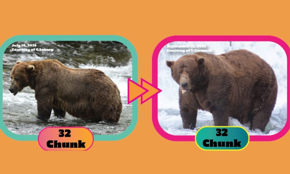 Celebrating Weight Gain: ‘Chunk’ Wins Fat Bear Week 2025
