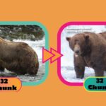 Celebrating Weight Gain: ‘Chunk’ Wins Fat Bear Week 2025