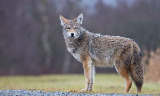 DeSoto Coyote Culling Sparks Debate Over Urban Wildlife In Texas