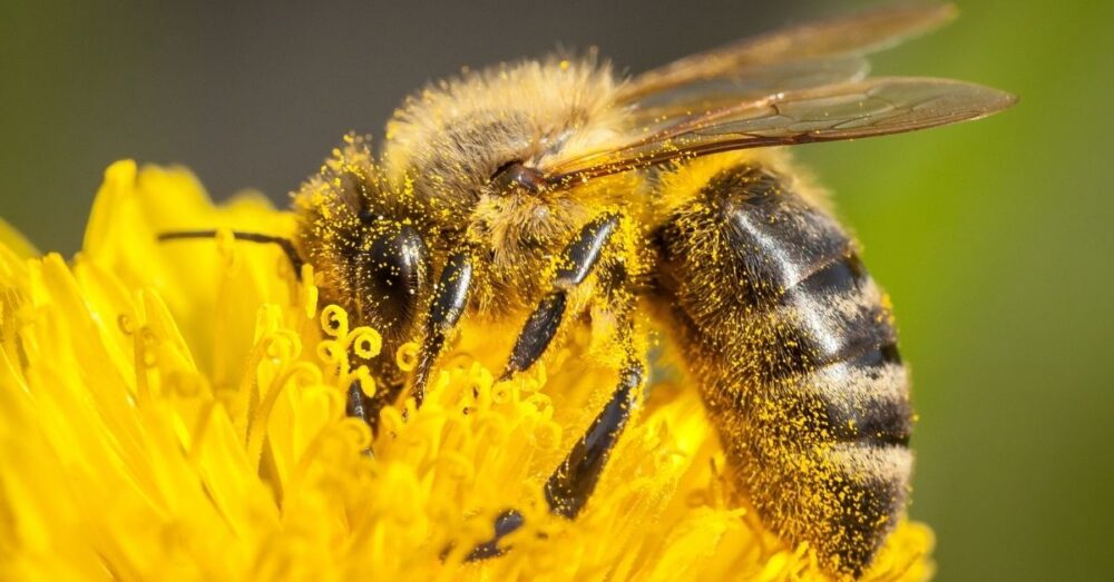 Texas Sees Record Honeybee Die-Off, Echoing Nationwide Crisis