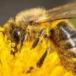 Texas Sees Record Honeybee Die-Off, Echoing Nationwide Crisis