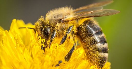 Texas Sees Record Honeybee Die-Off, Echoing Nationwide Crisis