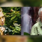 World-Renowned Primatologist Jane Goodall Dies At 91