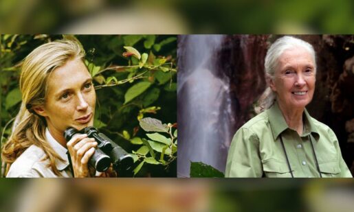 World-Renowned Primatologist Jane Goodall Dies At 91