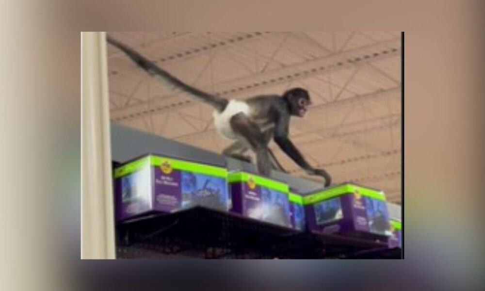 Monkey Business At Spirit Halloween Store: Diapered Primate Steals Show In Plano