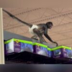 Monkey Business At Spirit Halloween Store: Diapered Primate Steals Show In Plano