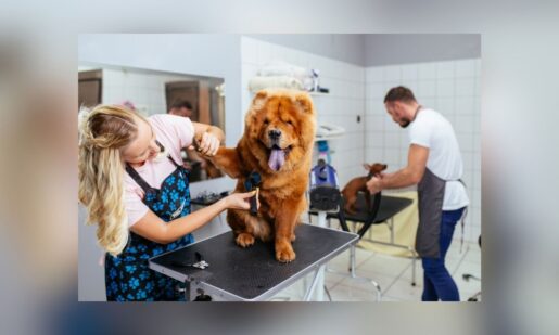 New Frisco Animal Center To Blend Shelter Services With Daycare And Surgery
