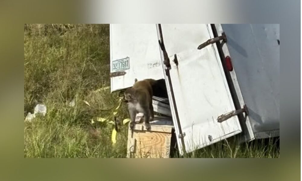 Three Monkeys On The Lam: Mississippi Hunts Escaped Rhesus Macaques
