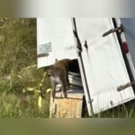 Three Monkeys On The Lam: Mississippi Hunts Escaped Rhesus Macaques