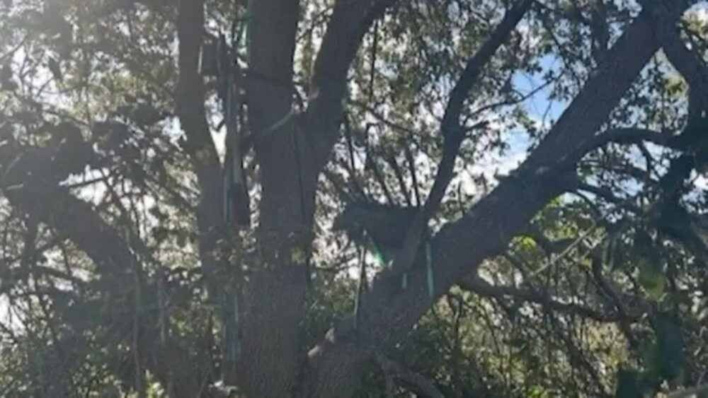 FBI Probes Hunting Stand Overlooking Trump’s Air Force One Arrival Zone In Palm Beach