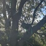 FBI Probes Hunting Stand Overlooking Trump’s Air Force One Arrival Zone In Palm Beach