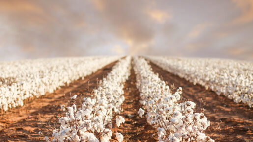 Texas’ Cotton Industry Gets New Lifeline With Agriculture Infrastructure Stability Act
