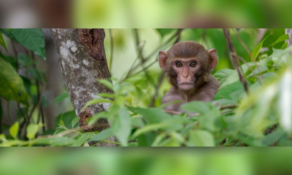 Mama Bear vs. Monkey: Mississippi Mom Guns Down Escaped Monkey To Protect Kids