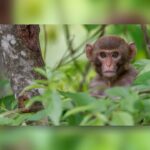 Mama Bear vs. Monkey: Mississippi Mom Guns Down Escaped Monkey To Protect Kids