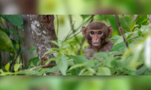Mama Bear vs. Monkey: Mississippi Mom Guns Down Escaped Monkey To Protect Kids