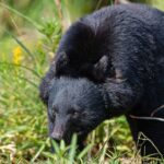 Military Joins Hunt As Bear Attacks Hit 100+ Since April In Japan