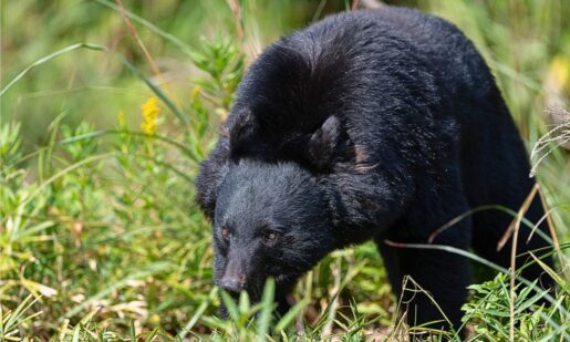 Military Joins Hunt As Bear Attacks Hit 100+ Since April In Japan