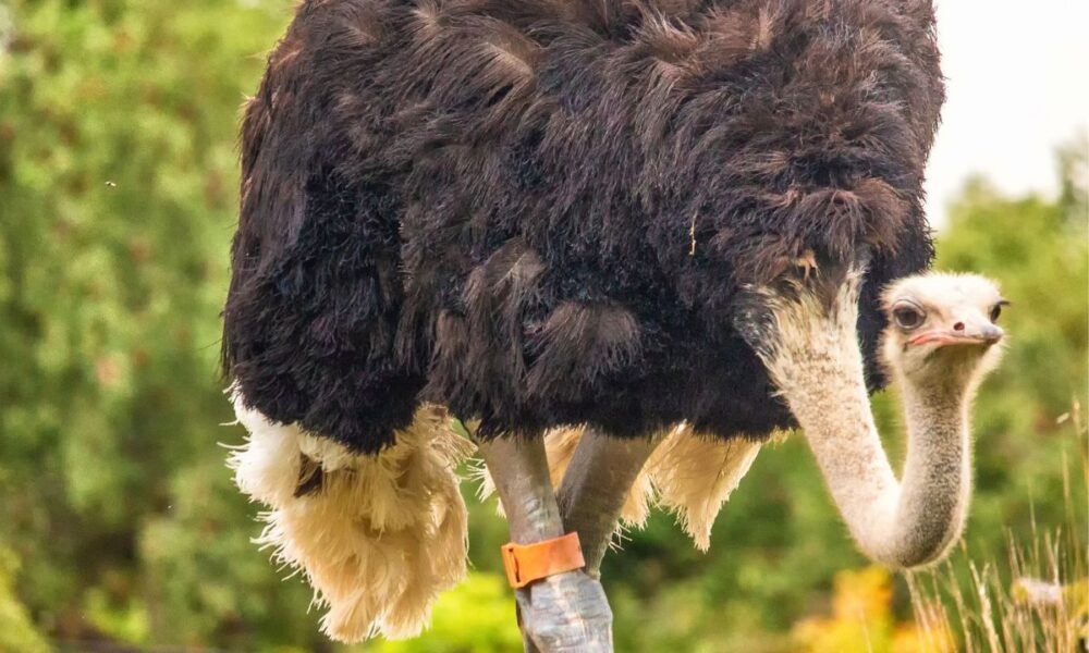 Natural Immunity vs. Vaccines: Why 300 Ostriches Died In Political Firestorm