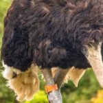 Natural Immunity vs. Vaccines: Why 300 Ostriches Died In Political Firestorm