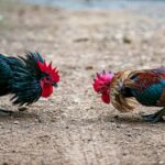 25 Arrested In Alvarado Cockfighting Raid; 60+ Roosters Rescued