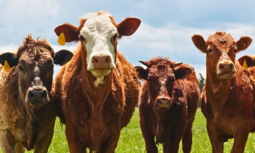 From Panhandle To Plains: Tyson’s Plant Closures Hit Hard