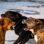 45 People Arrested In Major Dog Fighting Bust In Newton County