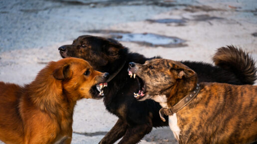 45 People Arrested In Major Dog Fighting Bust In Newton County
