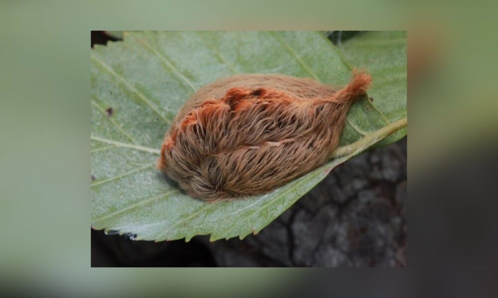Venomous ‘Asp’ Caterpillars Abundant In Texas This Fall